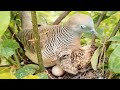 Zebra dove Feed the baby in the nest well [ Review Bird Nest ]