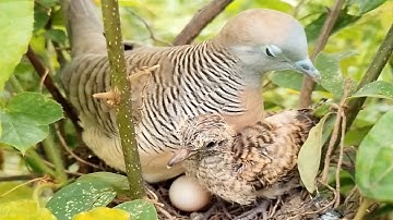 Zebra dove Feed the baby in the nest well [ Review Bird Nest ]
