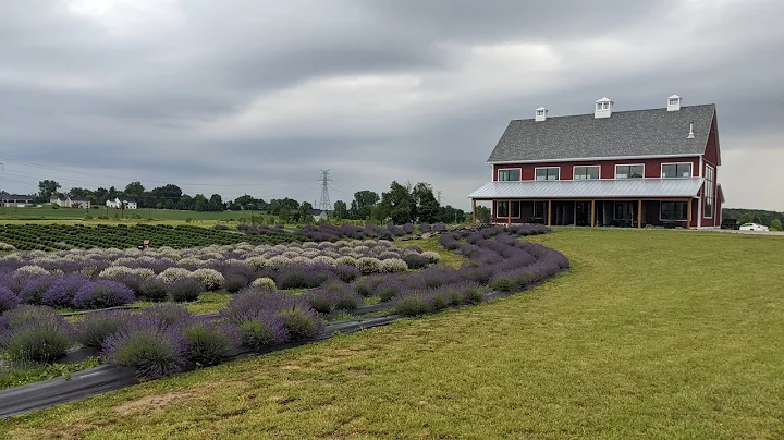 Lavender Life Company  Growing their mission to he...
