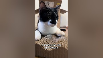 How to Get Cats to Use a Scratch Pad 😸🐈 #catnip