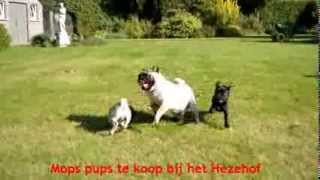 3  Mops pups video by Mario 5,093 views 10 years ago 1 minute, 6 seconds