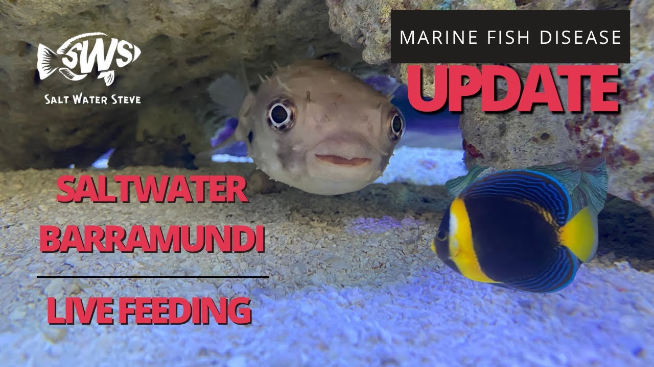 Marine Fish Disease + Turning Barramundi Saltwater + Live Feeding