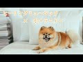 【ポメラニアン】睡眠、癒しの9分間【ヒーリングミュージック】【かわいい犬】