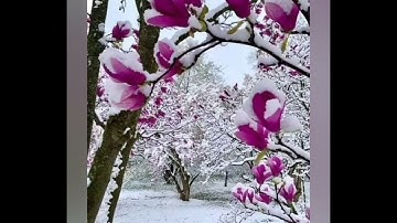قراءة من سورة طه بصوت الشيخ صلاح بو خاطر الآليات(83- 135)