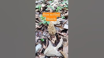 Big Yellow Morels!! #Spring #Morels #Mushroom When to look for morels? Like & Subscribe! #fypage