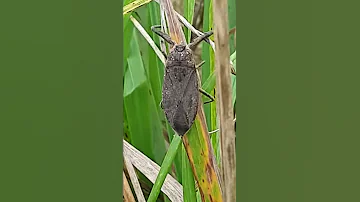 Nepa cinerea ( водяной скорпион)