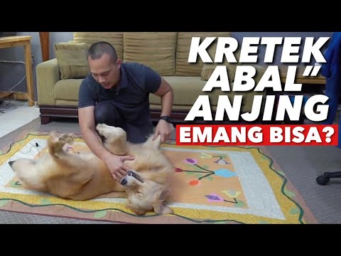 Video: Cara Mengurut Anjing