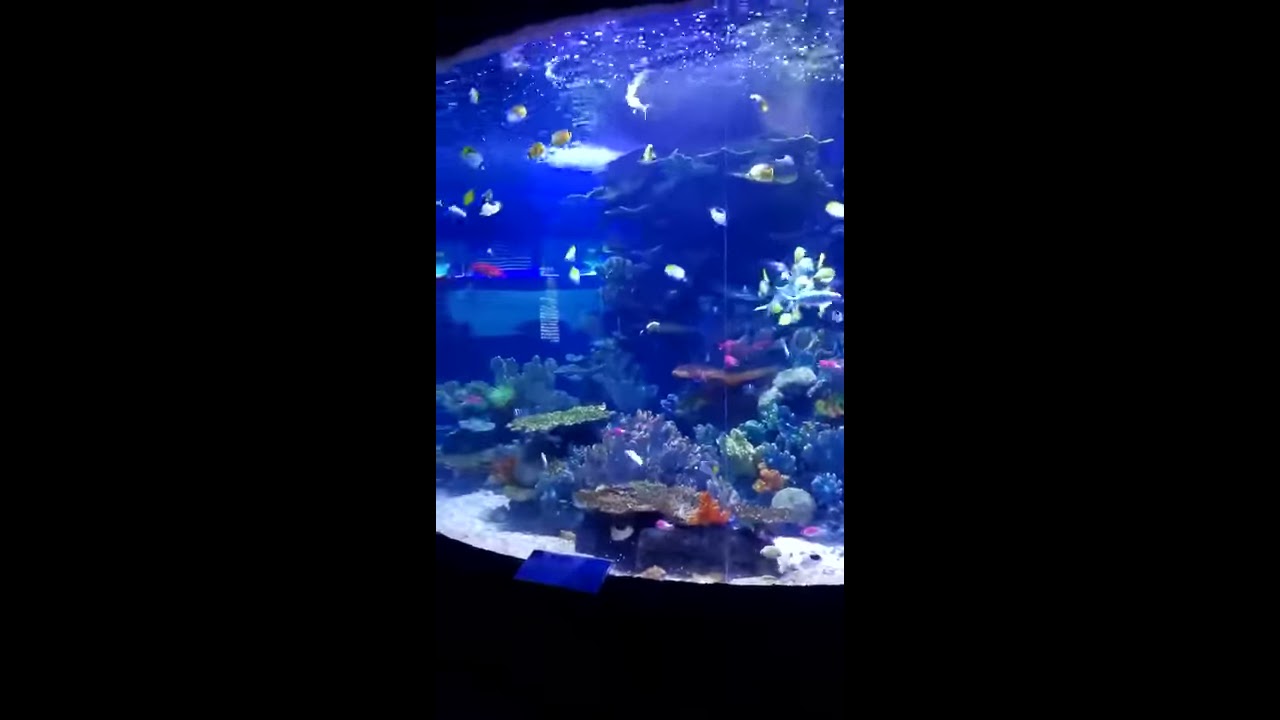 Lumini 2024 aquarium light