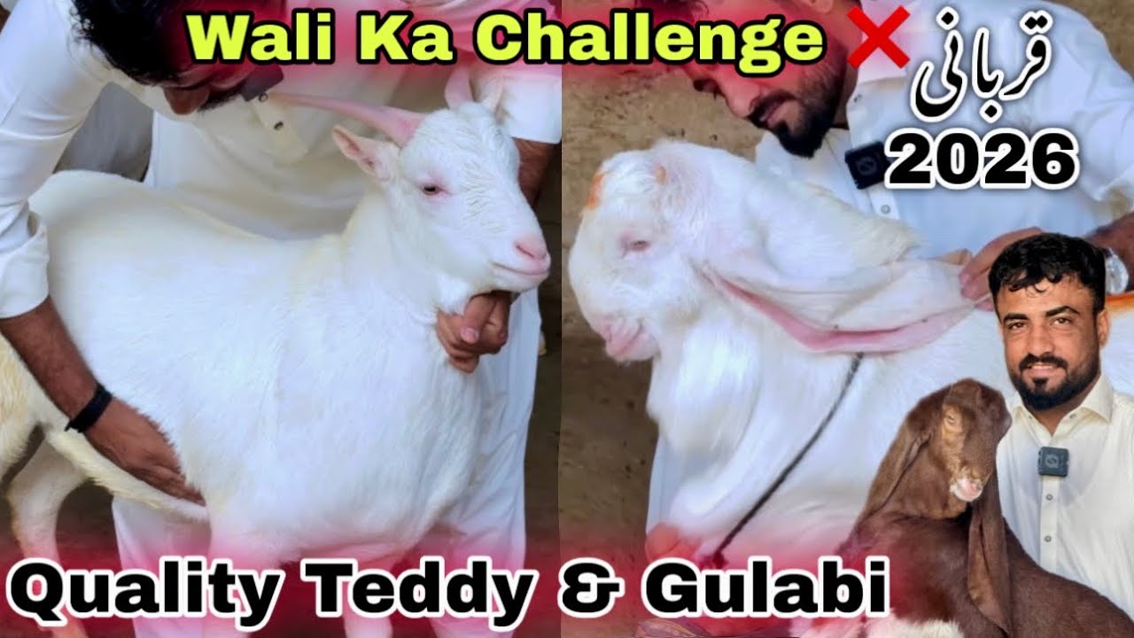 Wali Kareem Top Quality Teddy & Gulabi Qurbani 2026 Ka Bakray Le Aya 🚨 | Sasti Bakra Mandi 