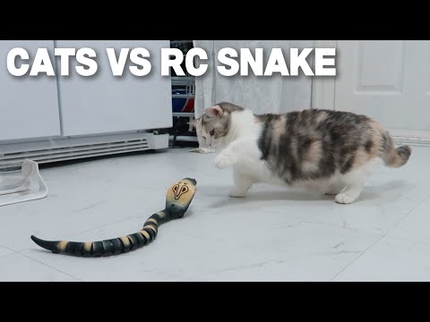 What <strong>If</strong> Cats See a Moving Snake!?│Cats VS <strong>RC</strong> Snake