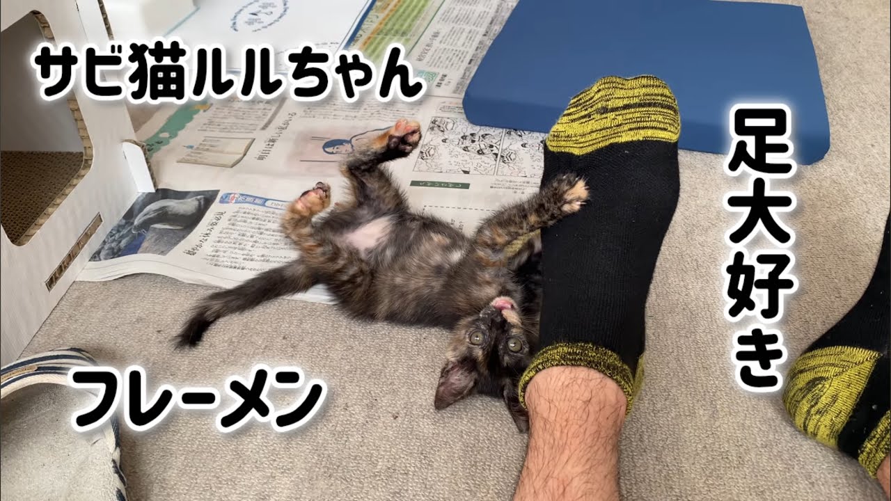 Tortoiseshell cat Lulu-chan ٩( 'ω' )و - YouTube
