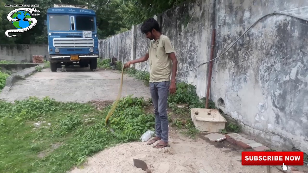 camera iphone 8 plus apk Non venomous RAT SNAKE...