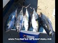 Mexican Minute La Paz Fishing Report from Tailhunter Sportfishing for Week of Feb. 11-18, 2018