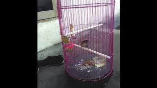 SANG pengawal burung cucak ijo Ampela suara  kuntilanak