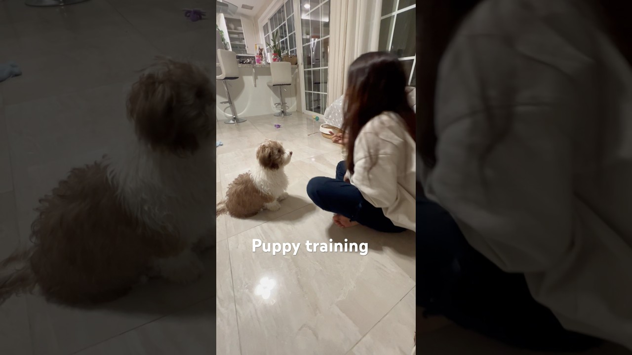 4.5 month old havanese puppy learnt these commands #puppytraining #trainyourdog
