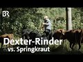 Zum Fressen gern: Dexter Mini-Rinder als Bekämpfung gegen Springkrautplage |Schwaben & Altbayern |BR