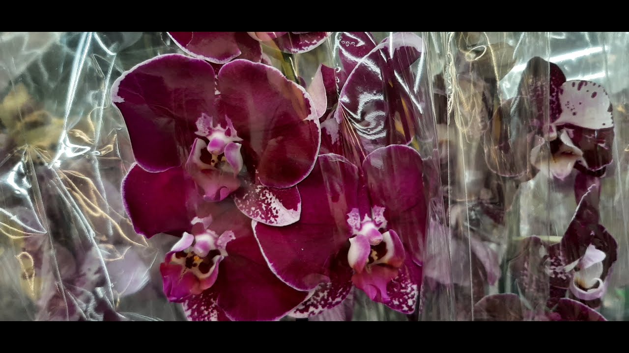 31.03.23г. Замечательные орхидеи в Леруа Мерлен г. Ставрополь - YouTube