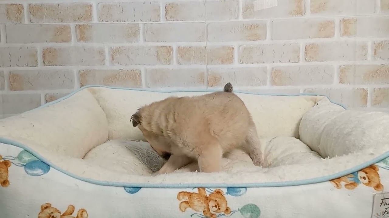 744748 チワワ（ロングコート） - YouTube