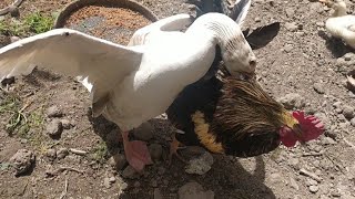 brutal goose fighting rooster