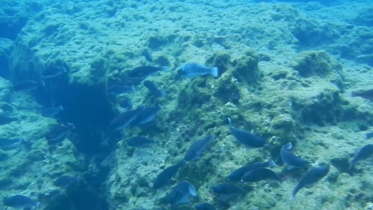 Mediterranean parrot fish in Skala Kefalonia YouTube