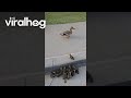 Ducklings Needed a Helping Hand || ViralHog