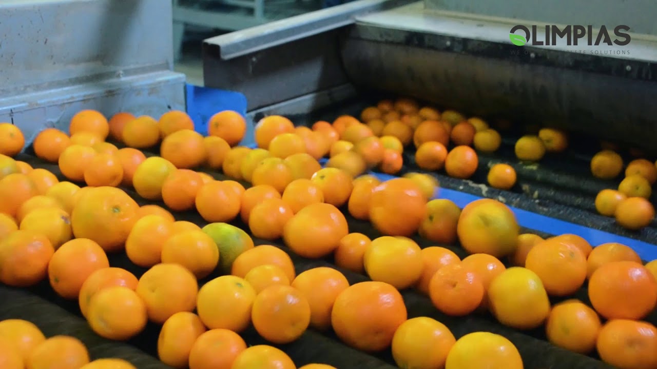OLIMPIAS S.A. Processing line for citrus fruits.WashingDryingWaxing