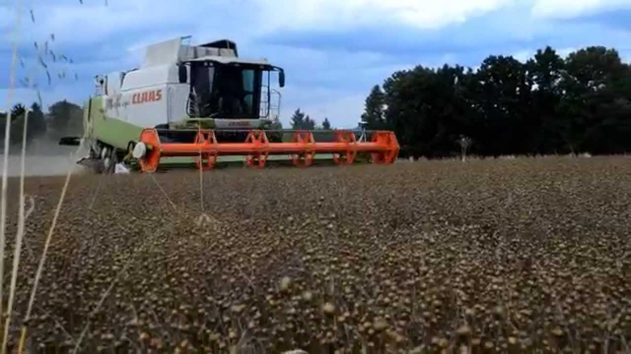 Kombajnová sklizeň lnu *1080p*