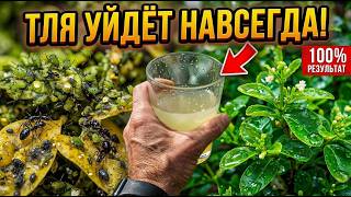 Тля исчезнет навсегда без всякой химии. Один стакан копеечного средства под куст и ваш сад спасен