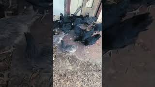 "Chickens protesting for the door to be opened"🐓🐓🐓🐓🐓🐓🐓🐓🐓🏠🏠🏠🏠🏠❤️❤️❤️