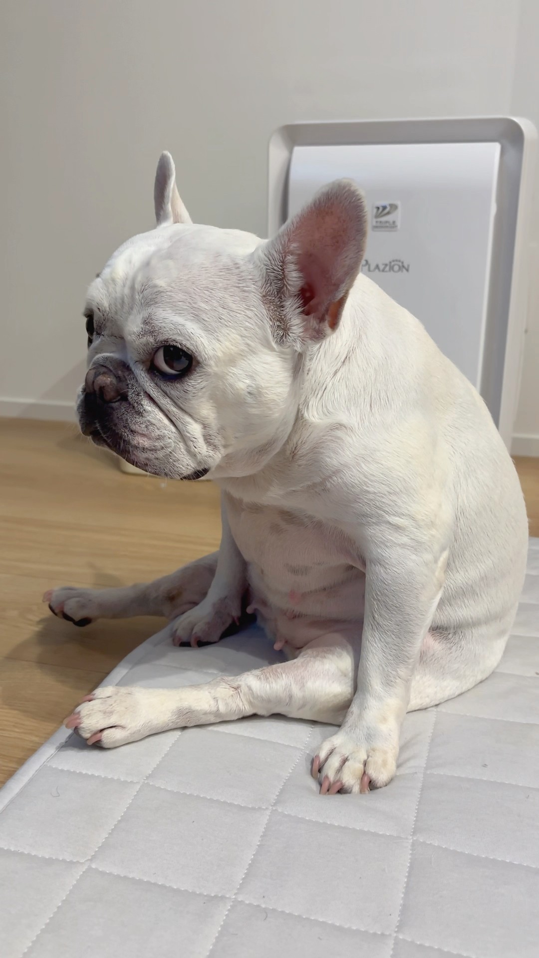 フレブルちゃんです(^^)他の方は購入しないで下さい 特に用事はないはな #フレブル #フレンチブルドッグ #frenchbulldog