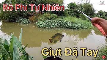 Câu Cá Rô Phi Tự Nhiên Bằng Mồi Cám Giật Đã Tay_ Điểm Câu Mới Không Ai Biết