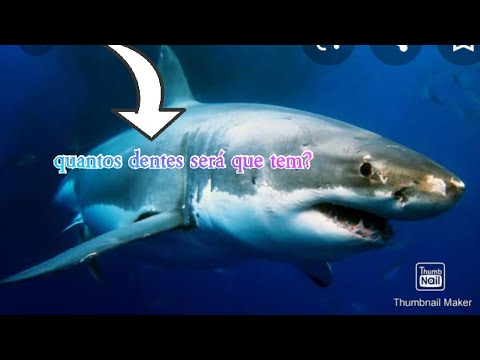 Vídeo: Quantos Dentes Um Tubarão Tem?