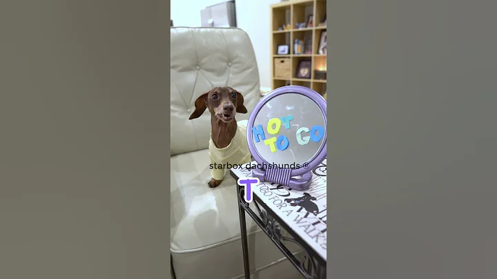 Mom likes Moonpie’s mirror #starboxdachshunds