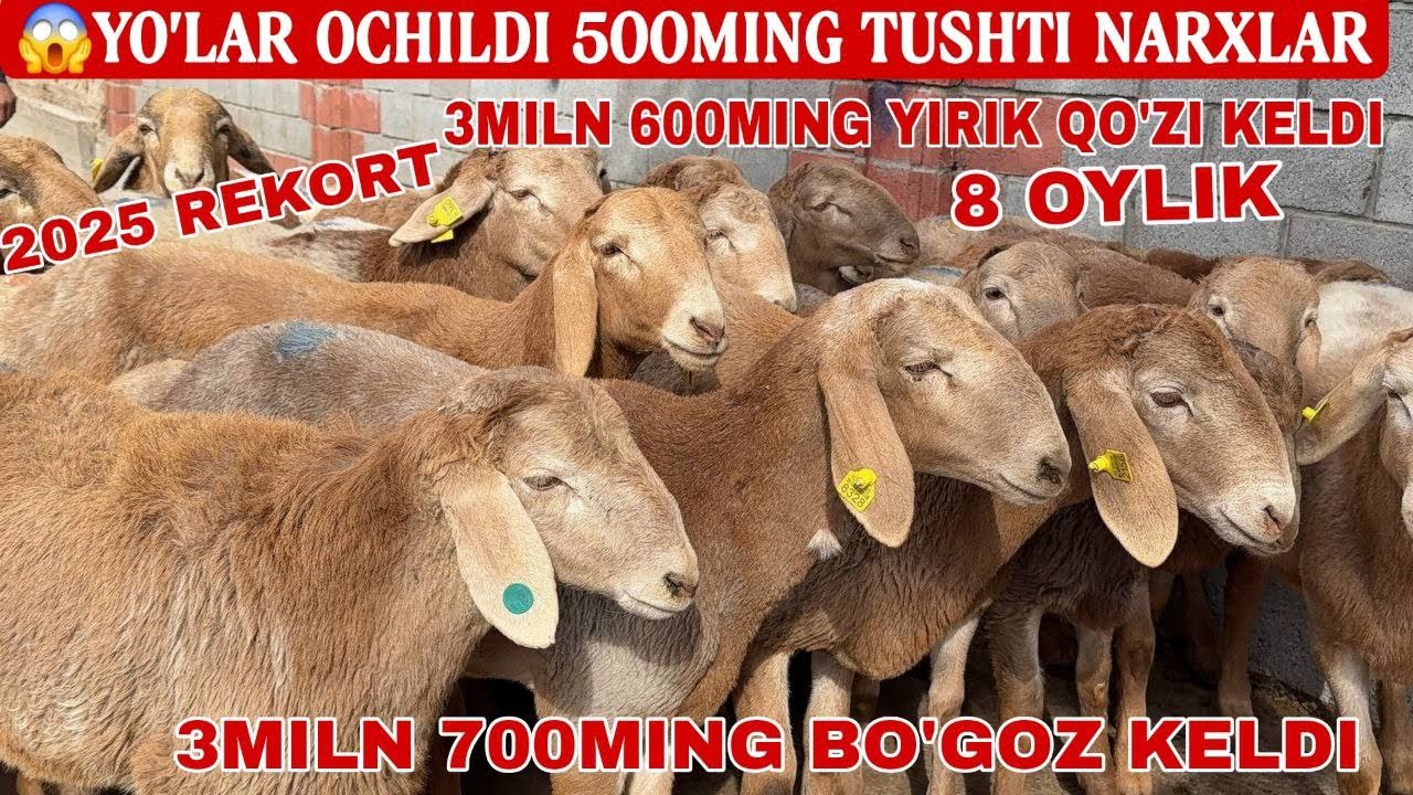 Natashaning eshagi Mobsa.ru saytida porno