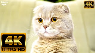 Котята  4K  Видео милых котят в 4K, спящих и мурлыкающих милых кошек