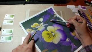 Pansy coloring page... Color along - pt. 5