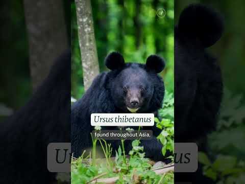 These bear cubs were for sale on Facebook