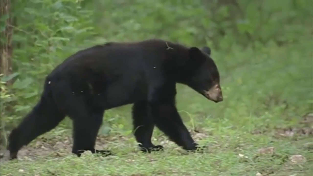Bears in Kansas??? YouTube