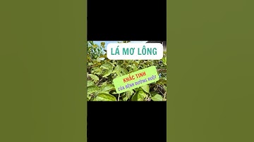 Lá mơ lông, khắc tinh của nhiều bệnh đường ruột. #sứckhỏetựnhiên #daitrang #shorts