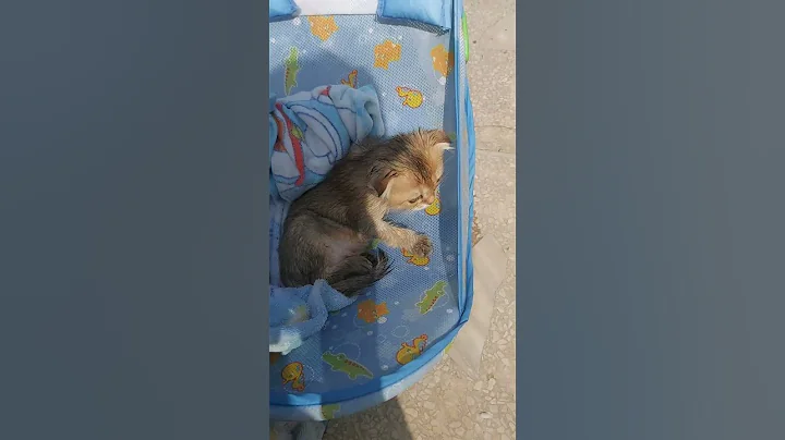 Video 10578661: kitten first bath, pet bath