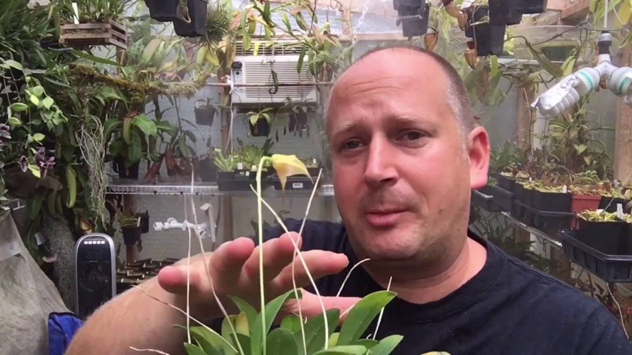MASDEVALLIA ORCHID CARE: DIVIDING AND REPOTTING A MASDEVALLIA ORCHID WITH NO ROOTS