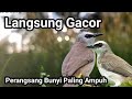 TERAPI TRUCUKAN biar CEPAT GACOR dengan GEMERICIK AIR, cocok untuk masteran TRUCUK MACET BUNYI