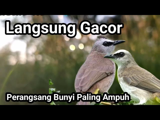 TERAPI TRUCUKAN biar CEPAT GACOR dengan GEMERICIK AIR, cocok untuk masteran TRUCUK MACET BUNYI class=