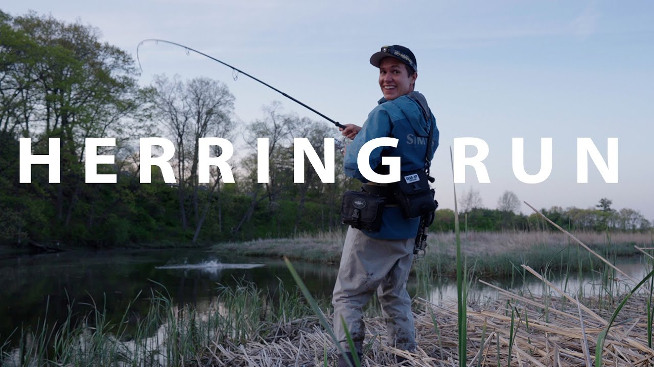 Striped Bass Feeding On Herring In Small Stream 