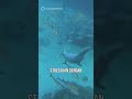 Lumba-Lumba Nakal Suka Bully dan Nyolong Makanan dari Ikan Lain #shorts