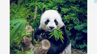 English for children -easy level -course 2-lesson 38: Things at Home; Wild Animals (continued)