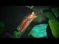 Night ambience of asia jungle  pure rainforest sounds  frog chorus