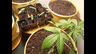CULTIVO *INDOOR*