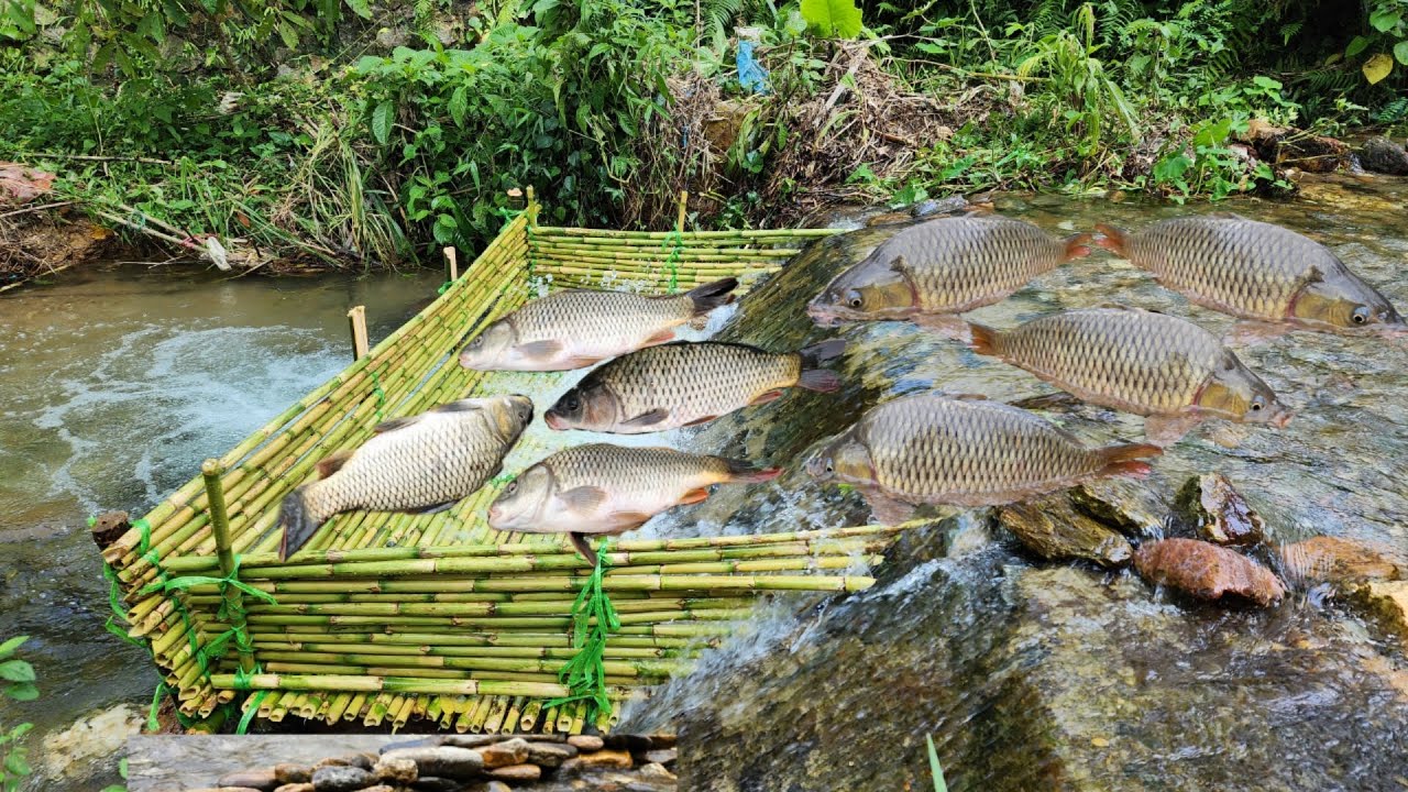 Ana made a fish trap out of bamboo.