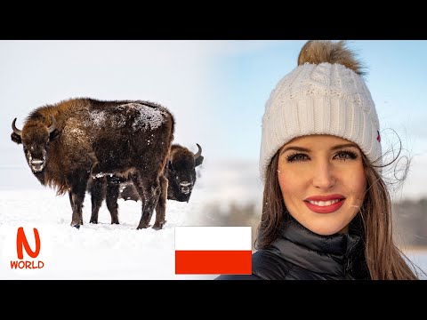 Winter SAFARI in Poland or where to find the BISON - the king of the forest | Nastasia&rsquo;s world